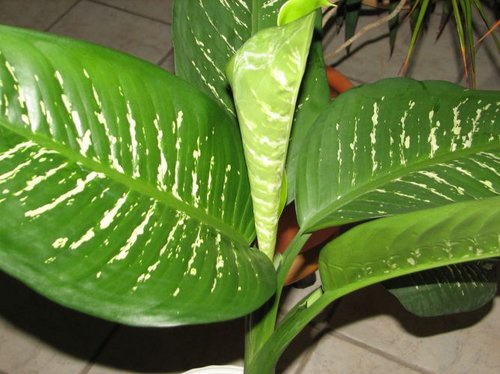 Dieffenbachia