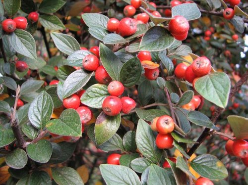 Cotoneaster