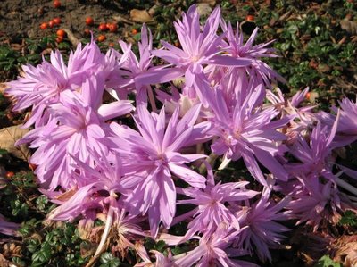 Herbstzeitlose, gefüllte Blüten