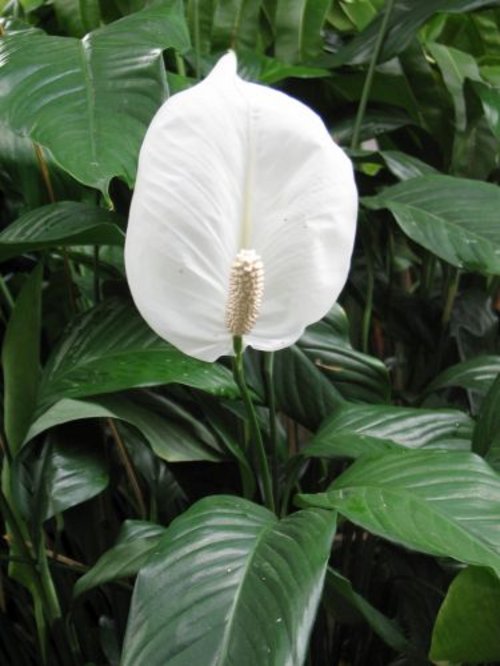 Spathiphyllum