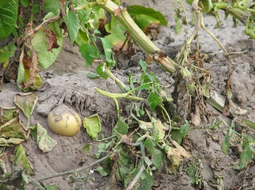 Kartoffelpflanze mit vergrünter Knolle