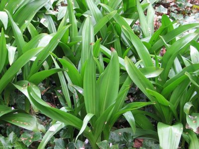 Herbstzeitlose im Frühjahr Herbstzeitlose im Frühjahr