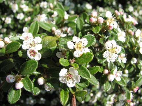 Cotoneaster