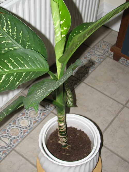 Dieffenbachia