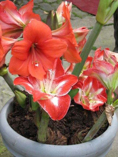 Amaryllis