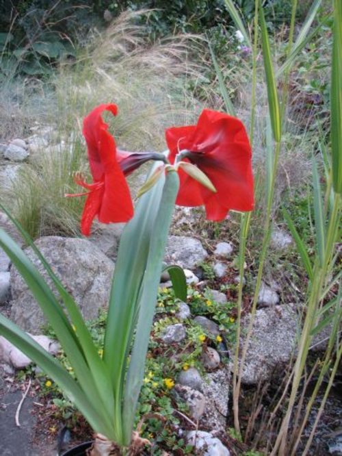 Amaryllis