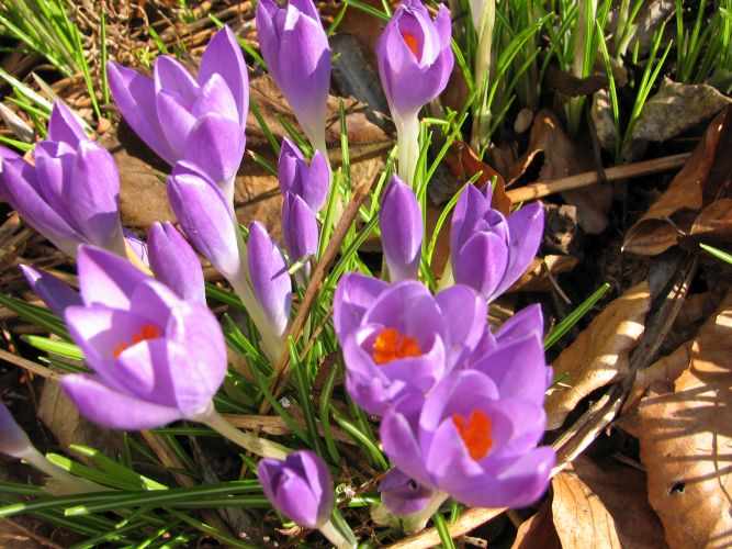 frühblühender botanischer Krokus