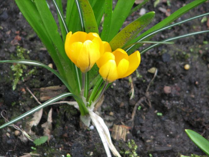 spätblühender Gartenkrokus