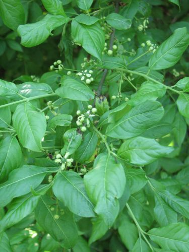 Pfaffenhütchen, Blüte