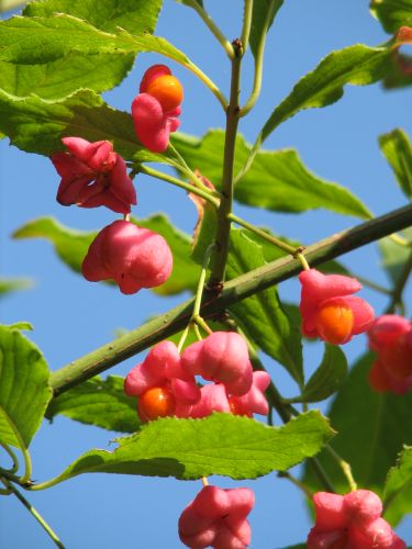 Pfaffenhütchen, Frucht