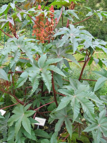 Ricinus