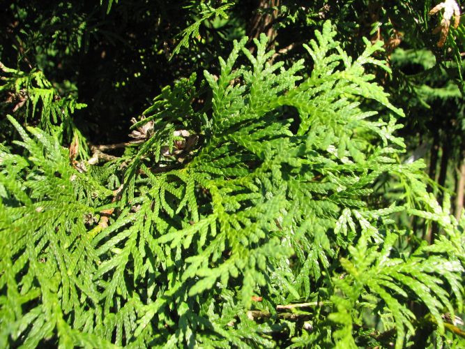 Thuja